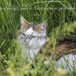 Katze_Spruch