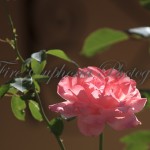 IMG_0876