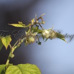 IMG_7700-2