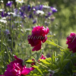 IMG_9560