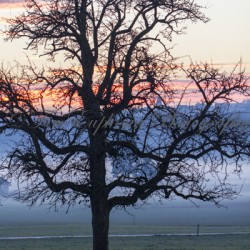 IMG_2596