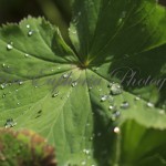 IMG_3604